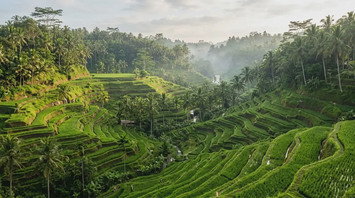 Green rice terraces and palm trees near Ubud, Bali, in the morning